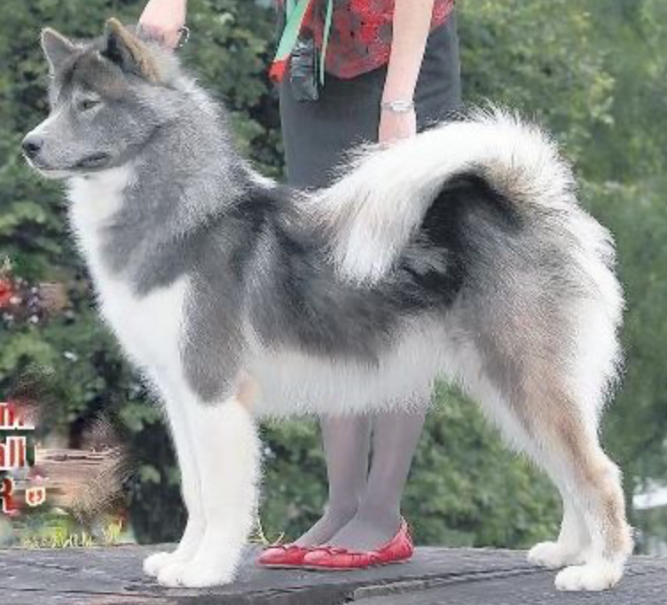 Canadian Eskimo Dog